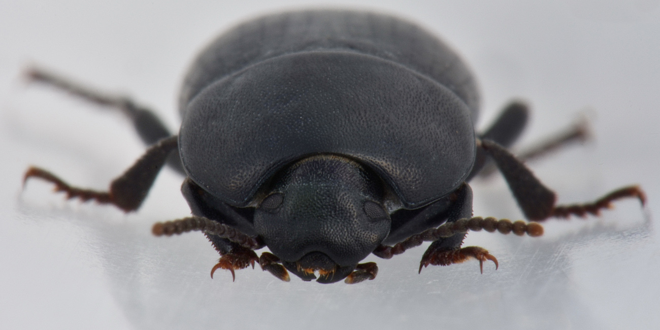 Tenebrionidae: Tutti Pedinus meridianus?  S, maschi e femmine